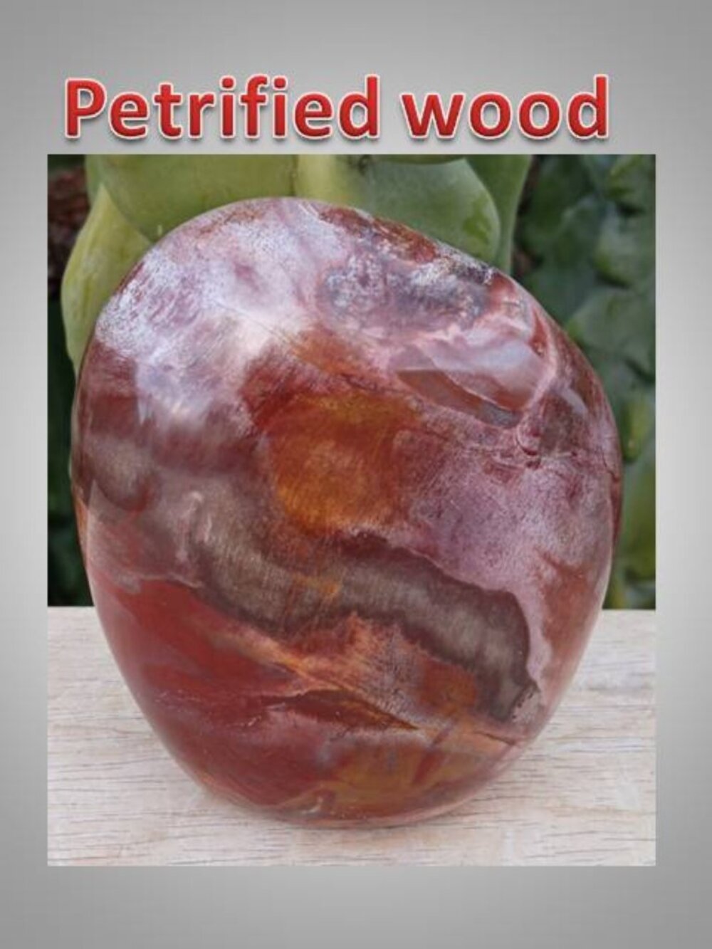 Petrified Wood chunk stone fossil FORTUNE strength CALMNESS 02